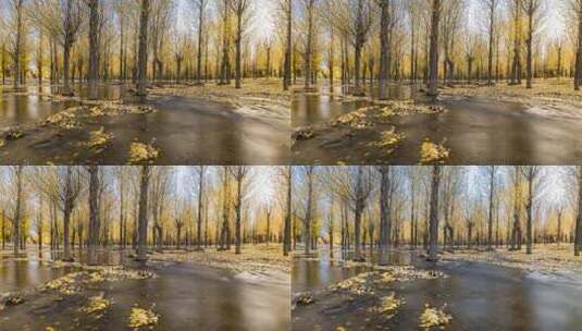 秋天白杨树树林延时拍摄高清在线视频素材下载