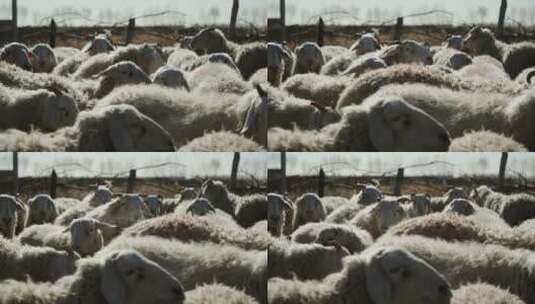 羊圈里的一群羊高清在线视频素材下载