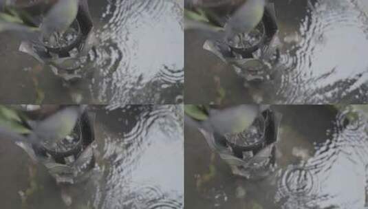 雨滴落入水池 log高清在线视频素材下载