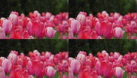 一片美丽盛开的郁金香花高清在线视频素材下载
