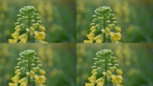 黄色油菜花田与采蜜蜜蜂高清在线视频素材下载