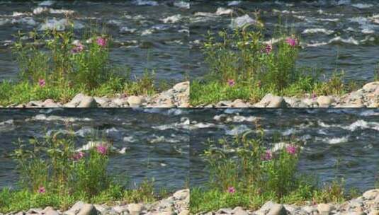 阳光下野花野草边河水流淌高清在线视频素材下载