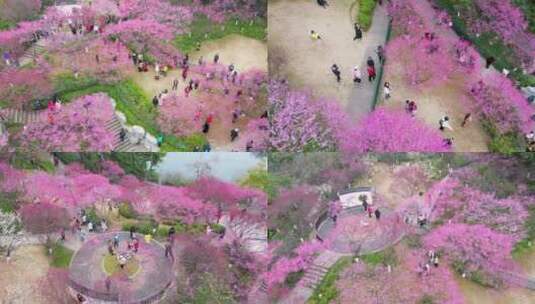 重庆九龙坡彩云湖湿地公园梅园梅花开花游玩高清在线视频素材下载