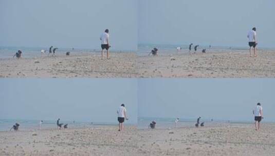 沙滩上捡贝壳的人高清在线视频素材下载