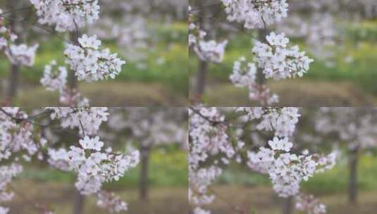 樱花空镜-特写-15高清在线视频素材下载