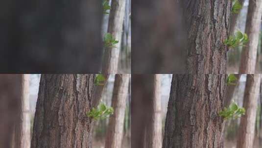 春天 白杨树 叶子 绿叶 树木 植物高清在线视频素材下载