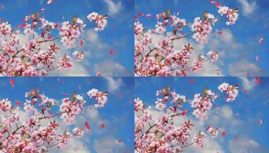 【4K循环】唯美樱花花瓣飞舞-01高清在线视频素材下载