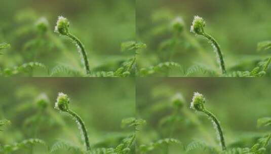 雨后绿植生机勃勃高清在线视频素材下载