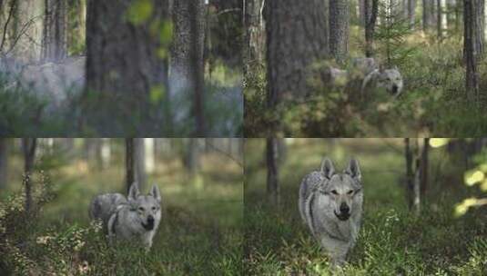 在森林里奔跑的狼高清在线视频素材下载