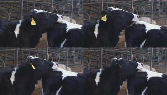 奶牛 小奶牛 奶牛场 奶牛养殖 (204)高清在线视频素材下载