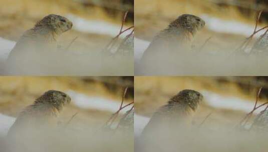 一只土拨鼠在四处张望高清在线视频素材下载