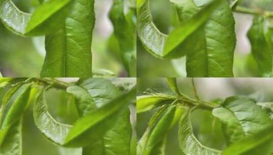 植物桃树树叶结果花昆虫叶子高清在线视频素材下载