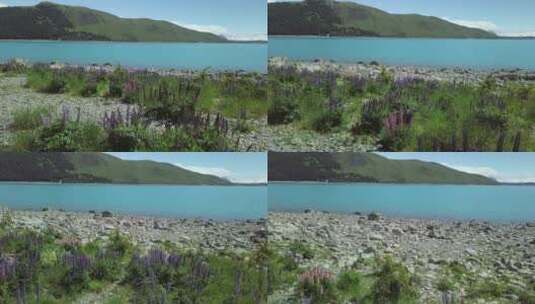航拍湖边的植物和岩石高清在线视频素材下载