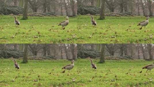 野鸭在陆地上的镜头高清在线视频素材下载