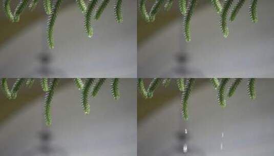 水滴从植物叶子上滴落高清在线视频素材下载