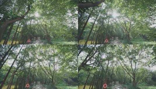 阳光透过树叶照在林间小路视频素材高清在线视频素材下载