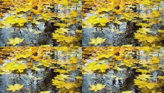 雨落在地上的枫叶上高清在线视频素材下载