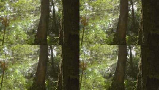 细雨中的丛林聚焦镜头高清在线视频素材下载