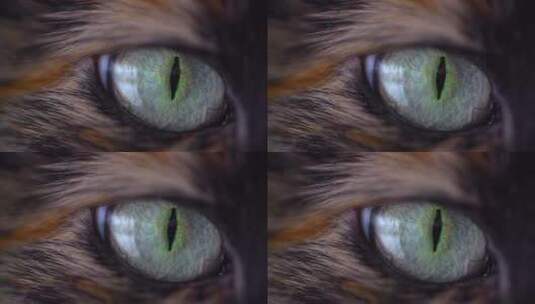 猫的眼部特写高清在线视频素材下载