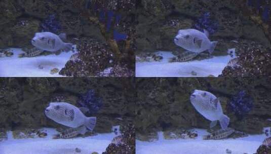 斑点河豚在水下游泳高清在线视频素材下载