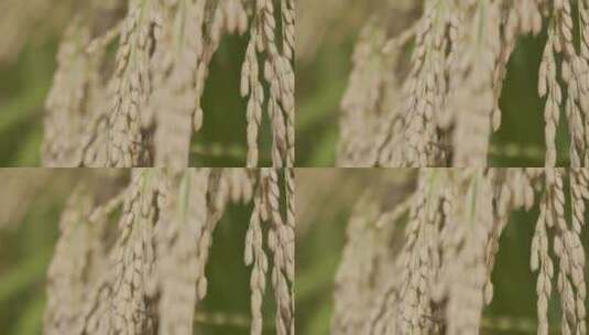 水稻稻子高清在线视频素材下载