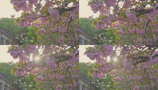 春天阳光下的晚樱樱花八重樱高清在线视频素材下载