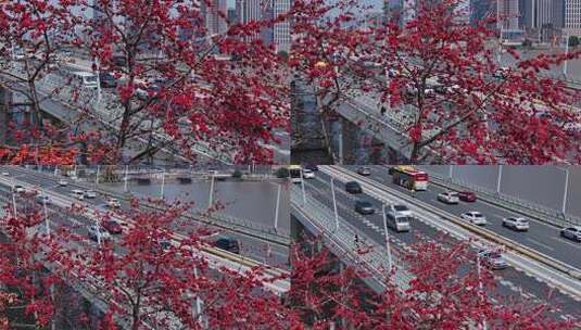 城市桥梁旁盛开的木棉花高清在线视频素材下载