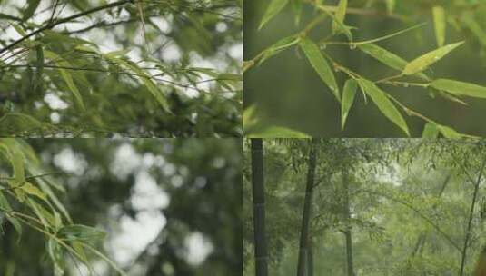 【竹林雨天合集】雨天竹林滴水竹叶叶子高清在线视频素材下载