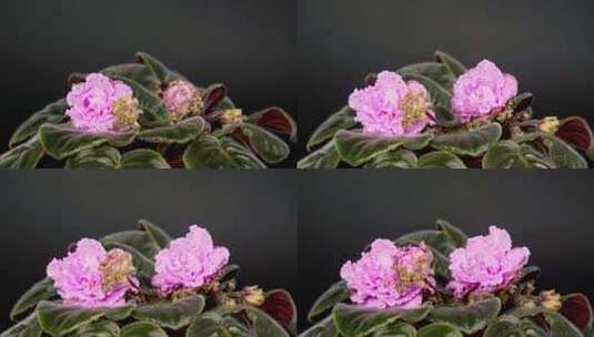 紫罗兰花盛开高清在线视频素材下载