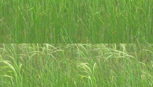 生态湿地水草高清在线视频素材下载