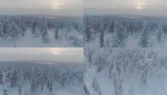 冰天雪地的原始森林4K高清在线视频素材下载