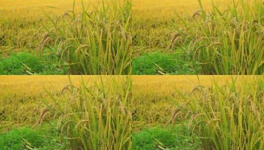 秋天农村金黄的水稻田实拍高清在线视频素材下载