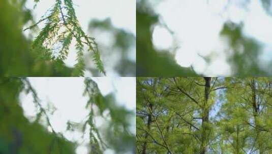 阳光透过树叶绿叶树枝高清在线视频素材下载