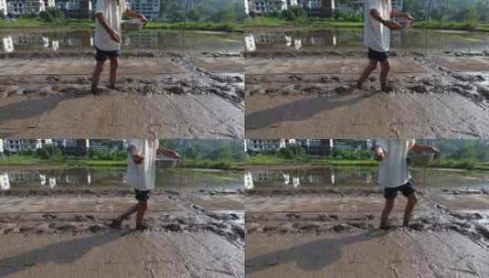 农民撒播水稻种子春天立春雨水芒种小满稻谷高清在线视频素材下载