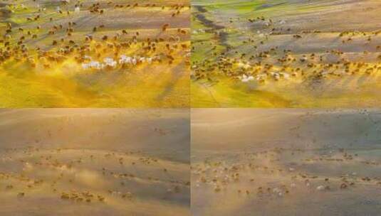 4K航拍新疆萨尔布拉克草原夕阳下的羊群高清在线视频素材下载