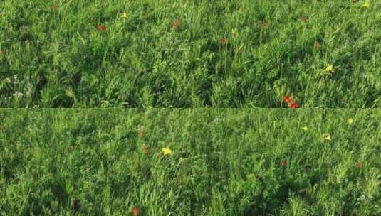 夏日航拍丘陵山坡野花野草野生中草药材高清在线视频素材下载