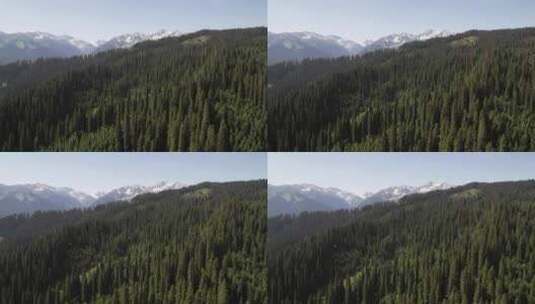 航拍新疆森林雪山风景高清在线视频素材下载