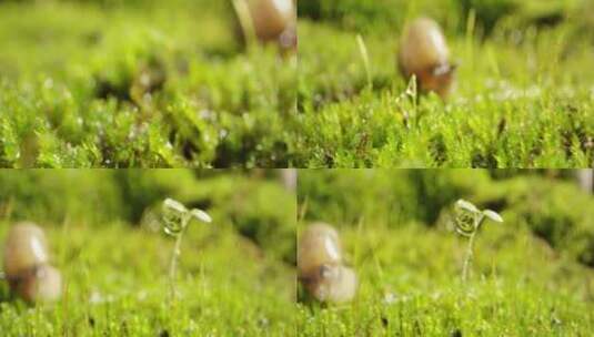 夏日 草地 蜗牛 阳光 高清在线视频素材下载