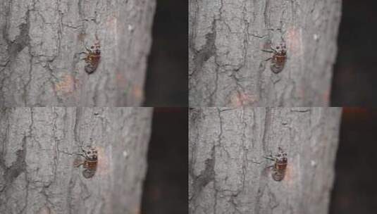 蝉的幼虫在树上爬行高清在线视频素材下载