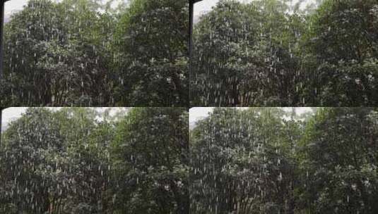 下雨天树枝灌木高清在线视频素材下载