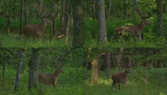 森林里一只鹿高清在线视频素材下载