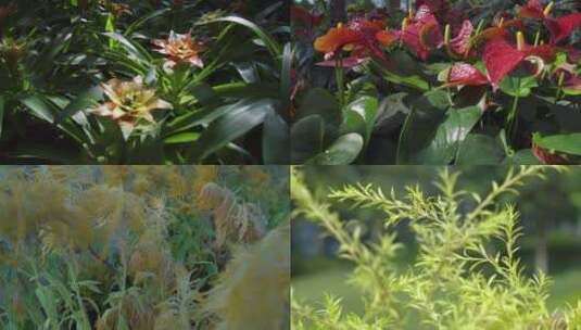 植物逆光万物复苏高清视频素材高清在线视频素材下载