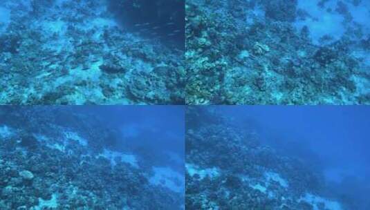 红海珊瑚礁水下五颜六色的热带鱼。POV浮潜。高清在线视频素材下载