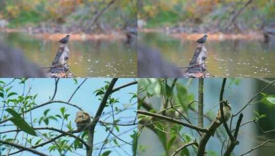 【合集】实拍枝头山雀麻雀鸟类自然生活高清在线视频素材下载