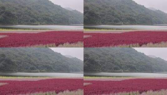 广州市从化区石门森林公园天湖风景高清在线视频素材下载