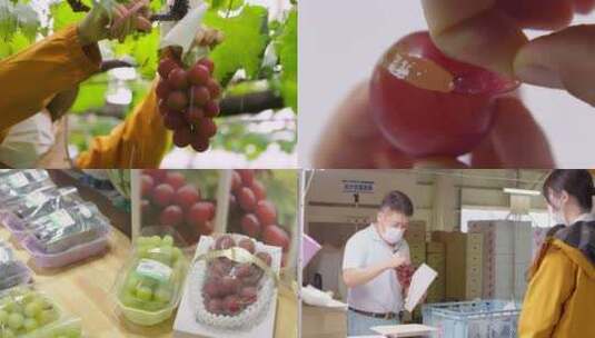 葡萄种植 葡萄甜度测试 种植业高清在线视频素材下载