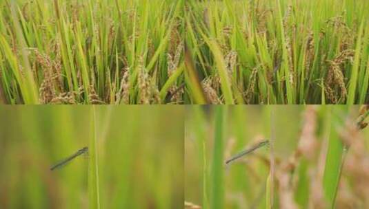 稻田里的蜻蜓高清在线视频素材下载