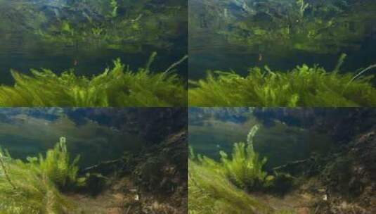 河底湖底水藻水草高清在线视频素材下载