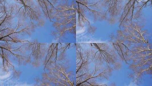 仰望天空旋转秋冬季枯树枝高清在线视频素材下载