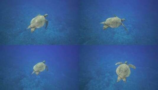 浅海区拍摄野生海龟高清在线视频素材下载